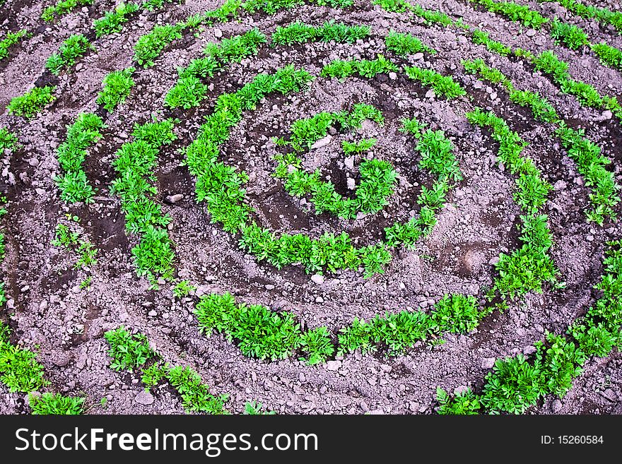 Only the green leaves which have appeared from the earth of colours planted in the form of a spiral. Only the green leaves which have appeared from the earth of colours planted in the form of a spiral