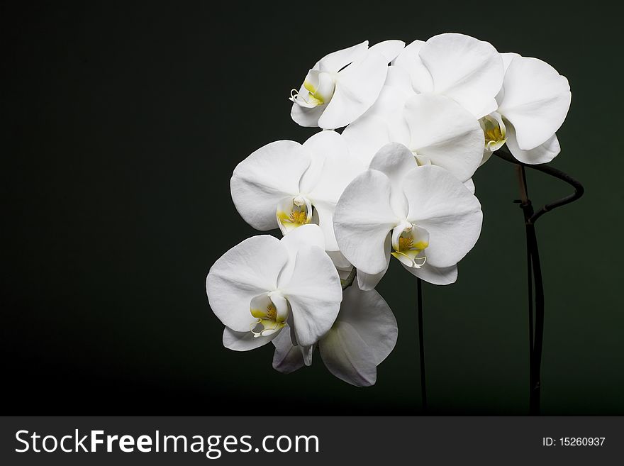 Beautiful White Orchid on Green Background. Beautiful White Orchid on Green Background