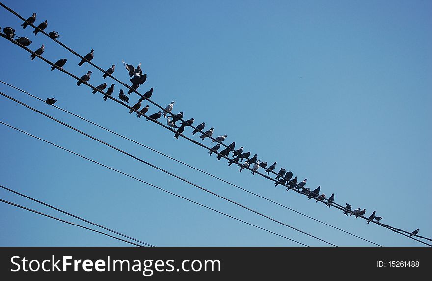 A flock of birds standing on electricity wires. A flock of birds standing on electricity wires