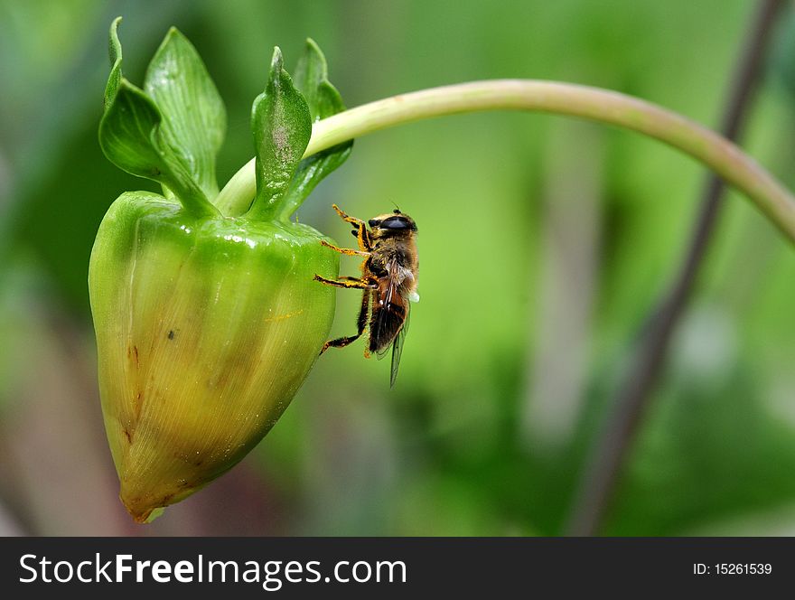 Honeybee setting on the flower stem