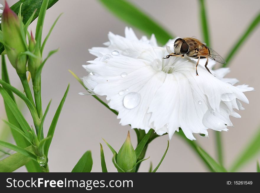 Honeybee setting on the white flower