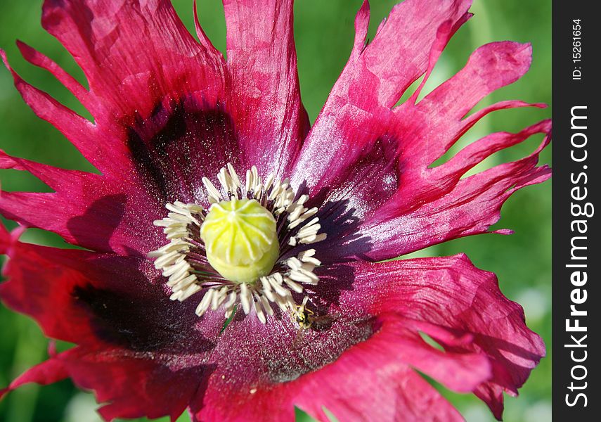 Darkly crimson poppy close up