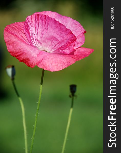 Crimson poppy on a green background