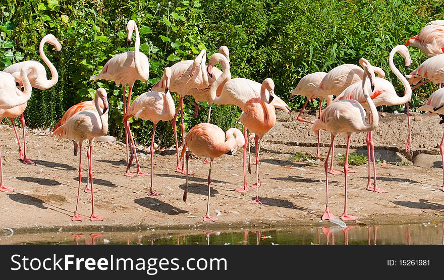 A lot of pink flamingo in the zoo. A lot of pink flamingo in the zoo