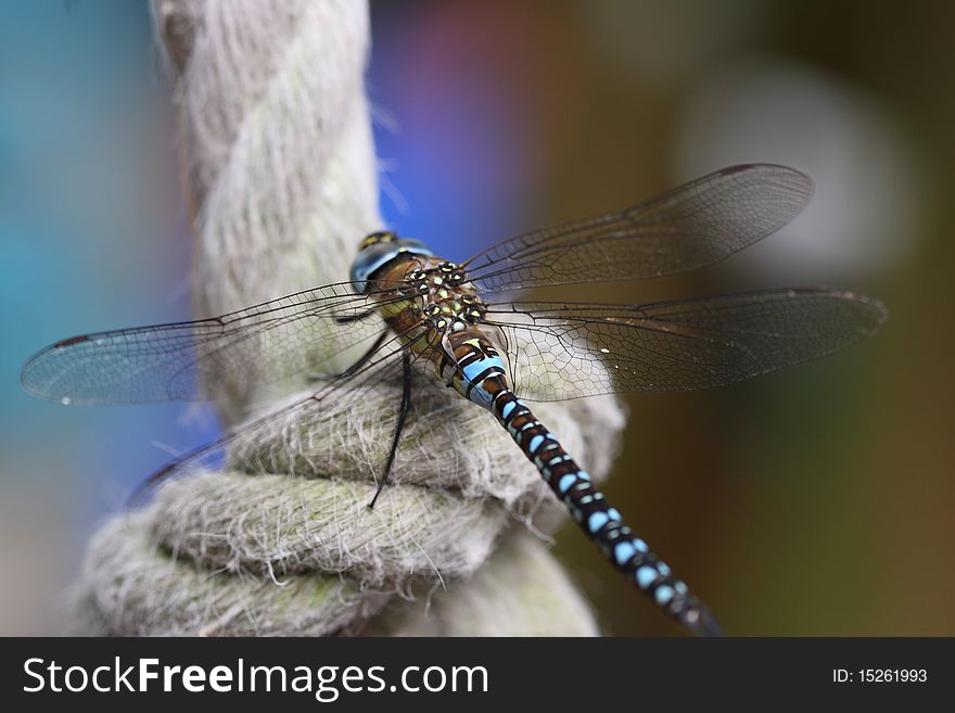 Large dragonfly migrant hawker Aeshna mixta