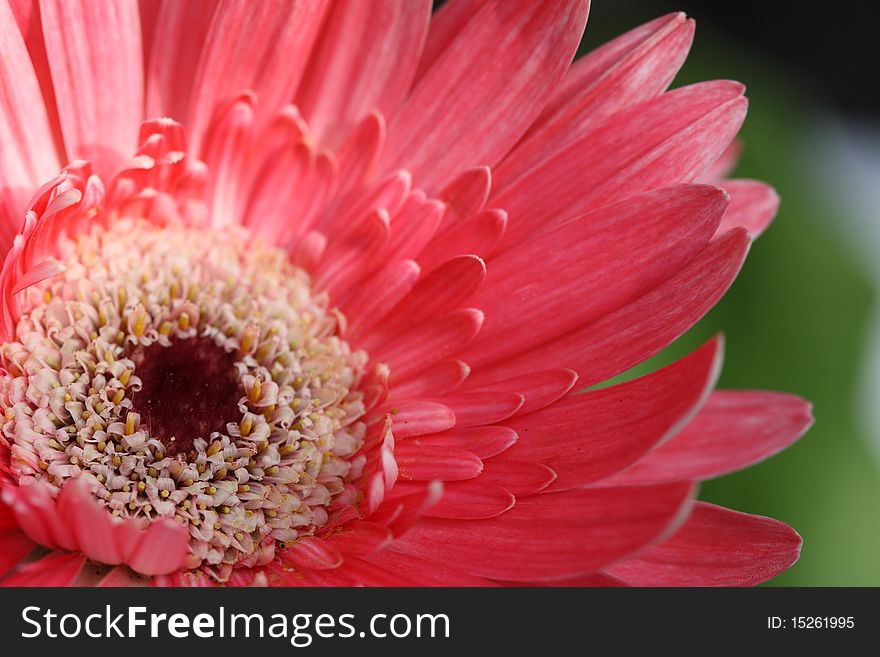 Pink gerbera flower detailed macro