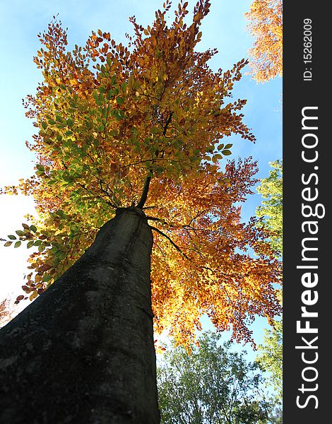 Tree in autumn with yellow leafs. Tree in autumn with yellow leafs