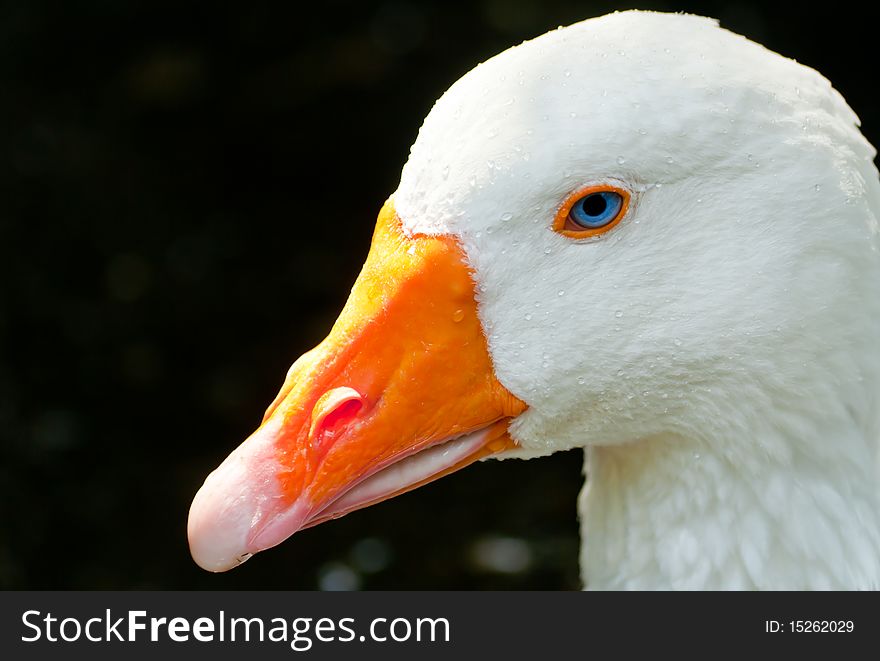 White goose head with blue eyes on dark backgrond