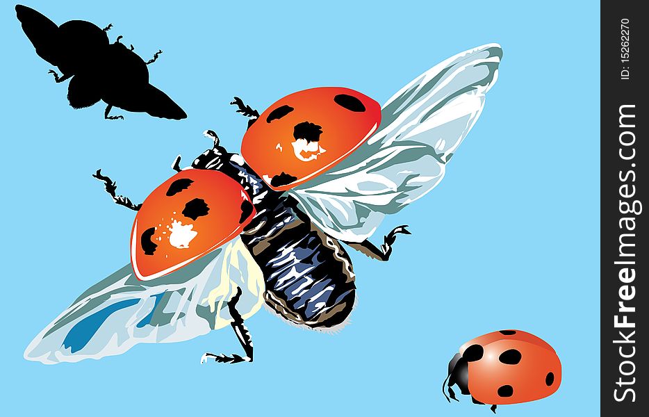Illustration with three ladybirds on blue background