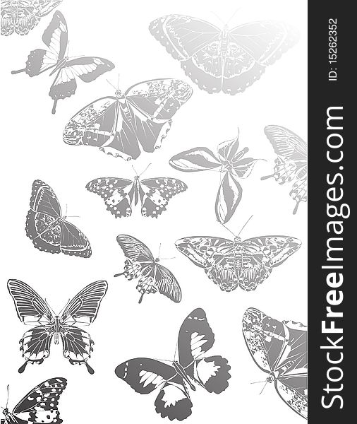 Illustration with tropical butterfly background. Illustration with tropical butterfly background