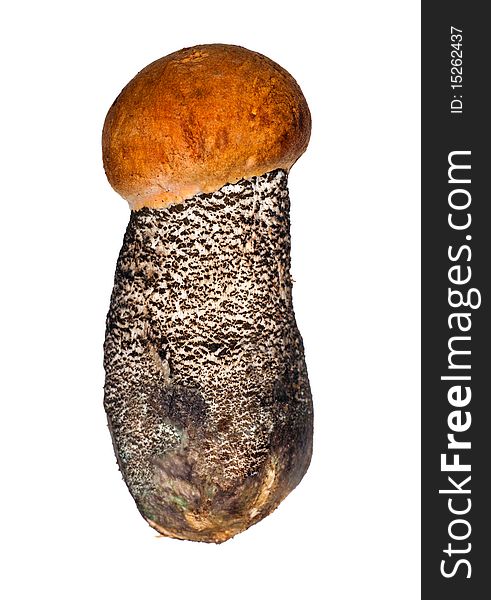 Orange-cap mushroom isolated on white background. Orange-cap mushroom isolated on white background