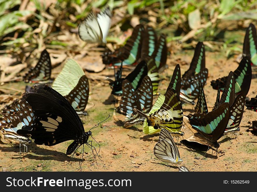 Beautiful pattern and color of the butterfly Pang Sida National Park in Thailand.