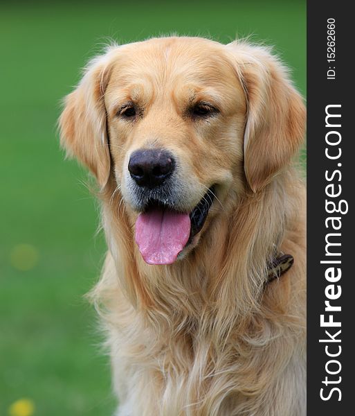 Beautiful Dog Golden Retriever