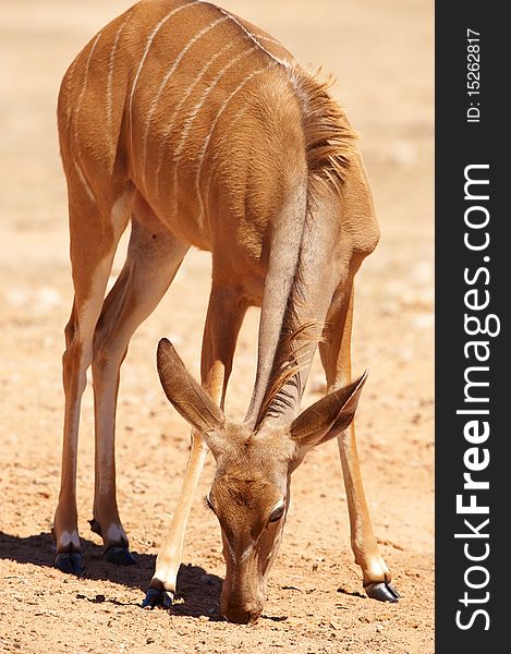 Single Kudu (Tragelaphus Strepsiceros)