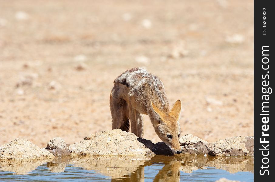 Black-backed Jackal (Canis Mesomelas)