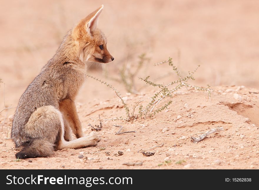 Alert Black-backed baby Jackal (Canis mesomelas) in South Africa. Alert Black-backed baby Jackal (Canis mesomelas) in South Africa