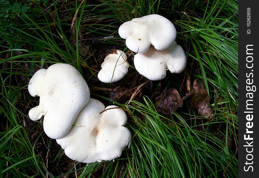 Often meeting white mushroom in herb. Often meeting white mushroom in herb