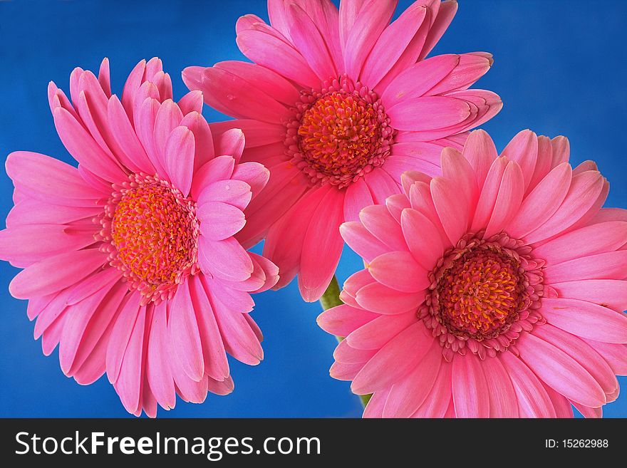 Three pink gerbers isolated on blue background