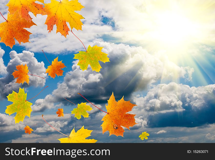 Maple leaves and  ladybird with blue sky and white clouds. Maple leaves and  ladybird with blue sky and white clouds