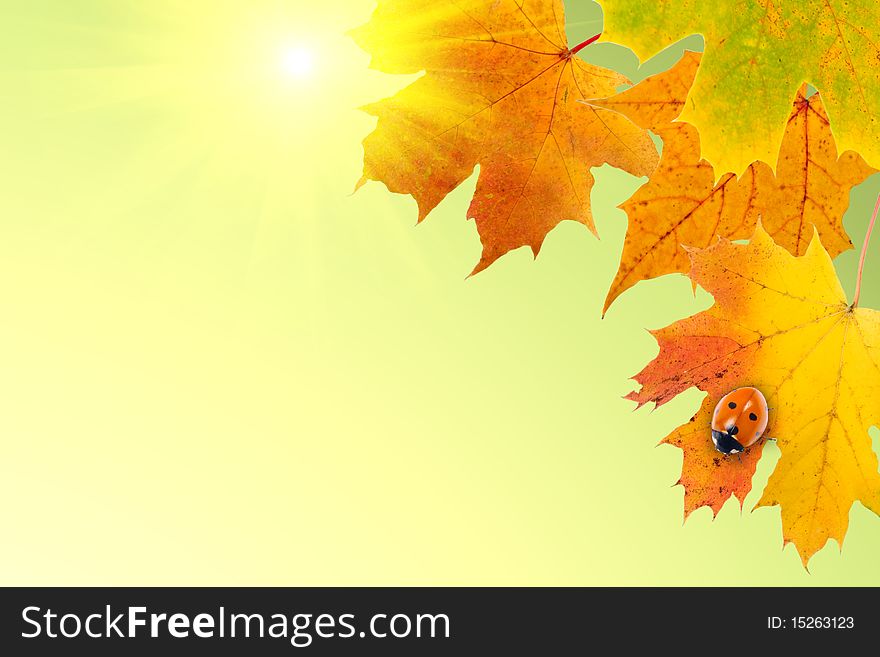 Maple leaves and  ladybird on a yellow background