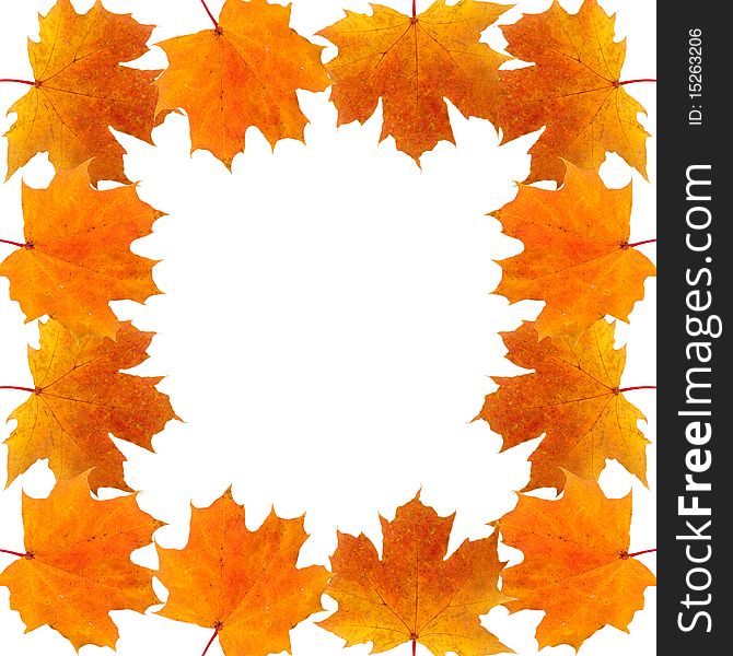 Frame Of Autumn Maple Leaves