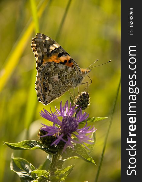 Painted Lady On Purple Flower