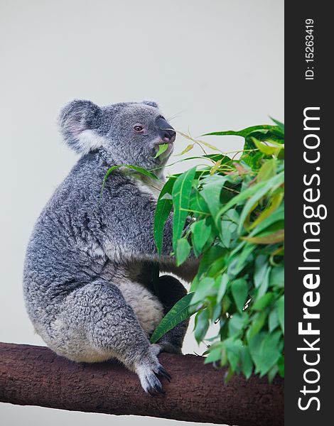 A koala is sitting on a eucalyptus trunk branch, eating the fresh green leaves of eucalyptus. A koala is sitting on a eucalyptus trunk branch, eating the fresh green leaves of eucalyptus.