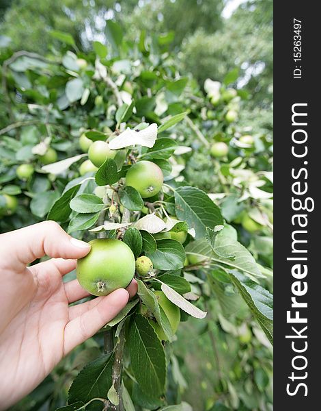 Person picking an apple from a tree. Person picking an apple from a tree