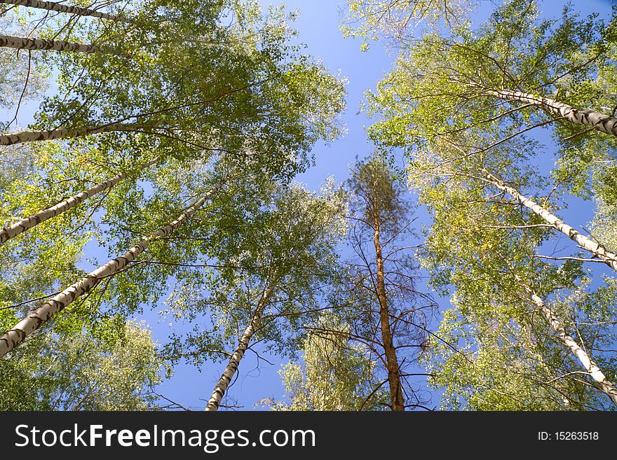 Birch grove view of the vertex birch natural background. Birch grove view of the vertex birch natural background