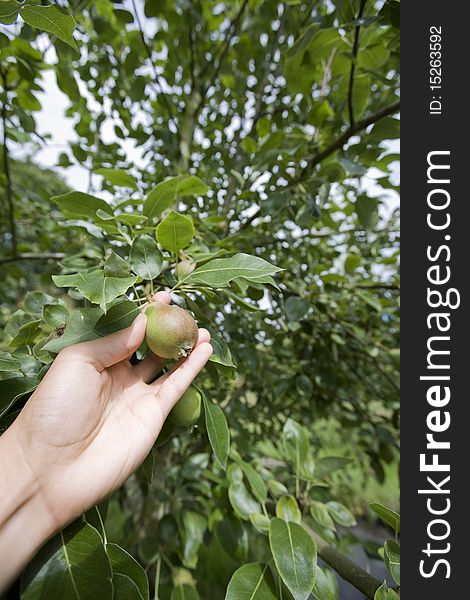 Person picking a pear from a tree. Person picking a pear from a tree