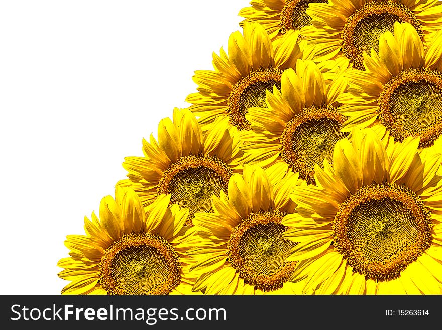 Yellow Sunflower isolated on white background