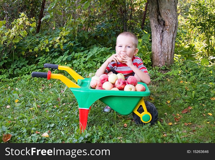 Happy boy with a wheelbarrow full of apples in the garden. Happy boy with a wheelbarrow full of apples in the garden