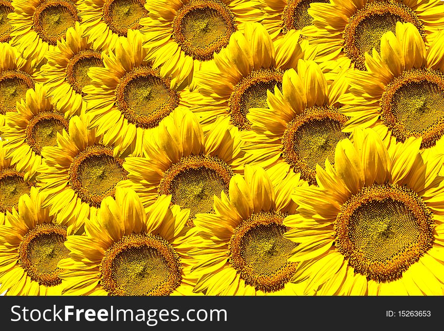 Yellow Sunflower. yellow sunflower background