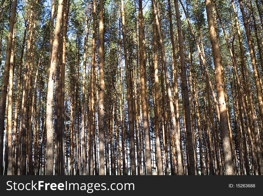 Pine forest, tall thin pines svoly lighting sun has. Pine forest, tall thin pines svoly lighting sun has