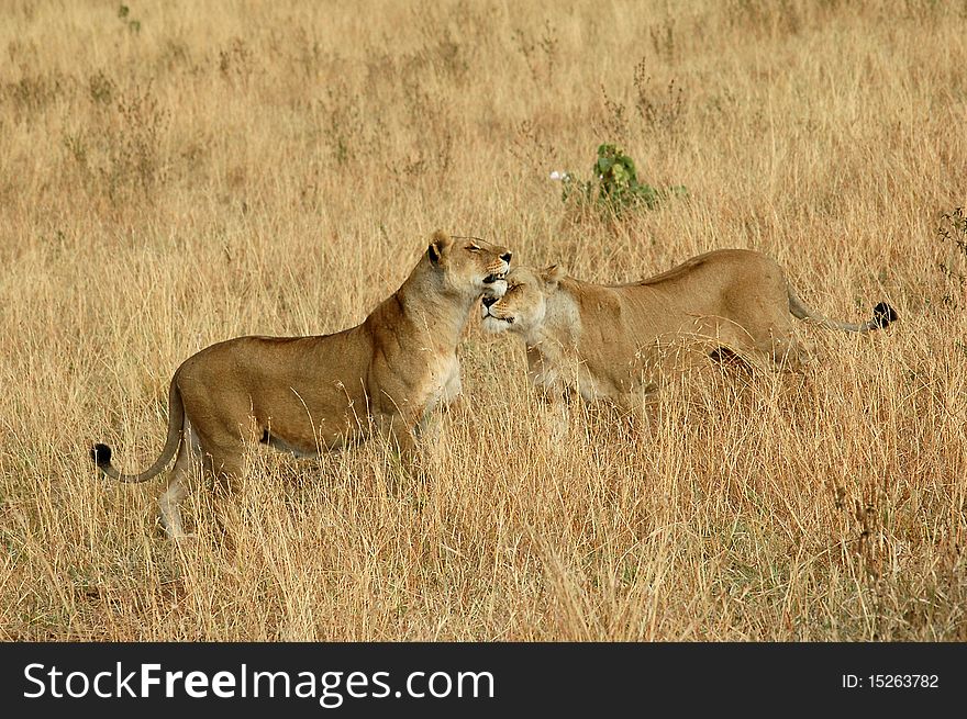 Lionesses in the Serengeti park