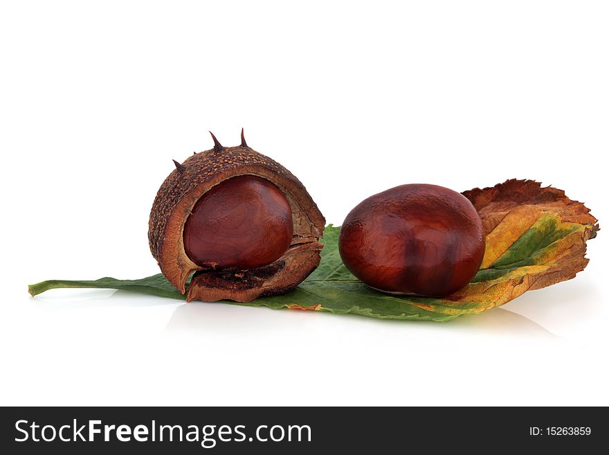 Conkers whole with one in a husk with leaf, isolated over white background with reflection. Castanea.