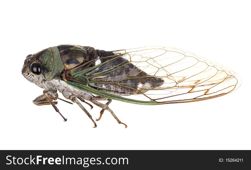 Annual cicada, Tibicen linnei, isolated on white