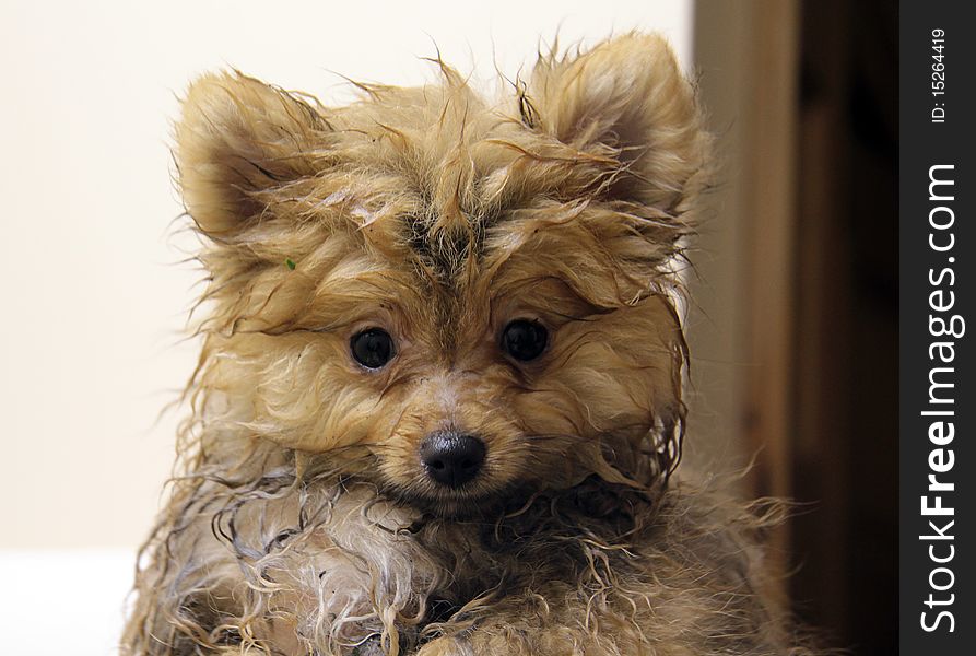 Wet Pomeranian Puppy