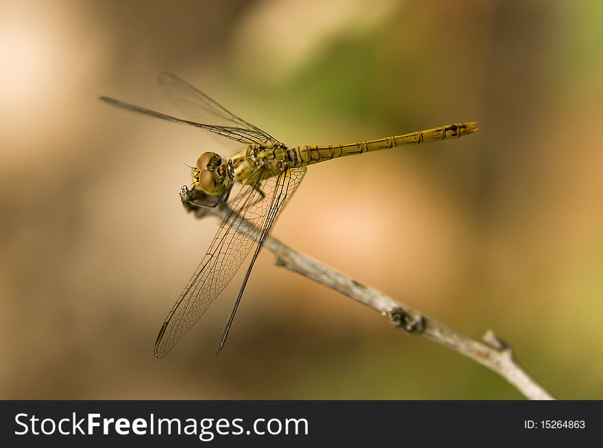 The Dragonfly On Grass Close-up