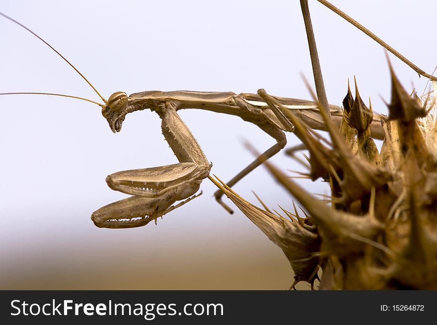 Bolivaria brachyptera mantis posing on dry grass. Bolivaria brachyptera mantis posing on dry grass
