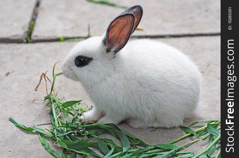 White rabbit, black eyes with ear.