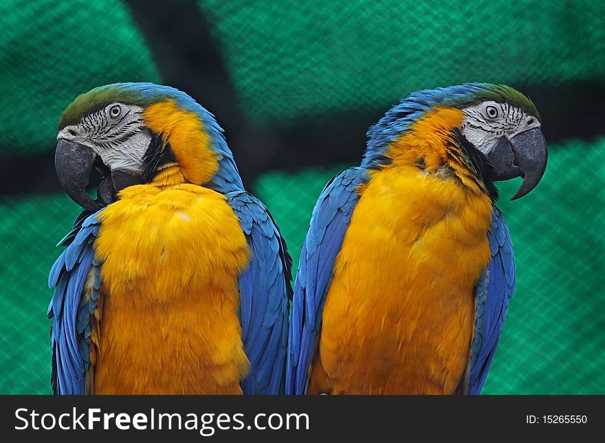 A pair of Blue and yellow Macaws. Picture taken in New Delhi Zoo, India