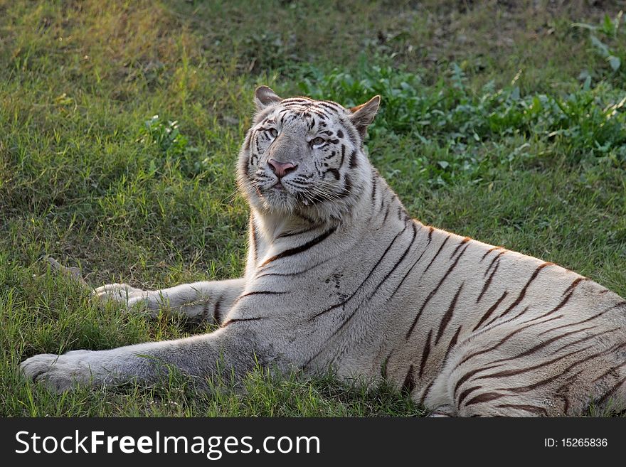 A white tiger sitting in New  Delhi Zoo, India.