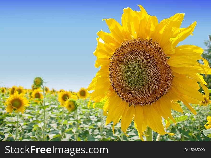 Sunflowers field with blue sky