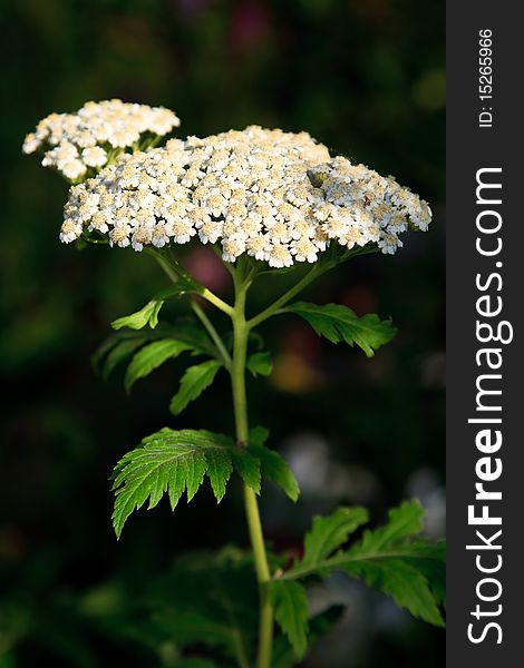 White Apiaceae Flower As A Close Up