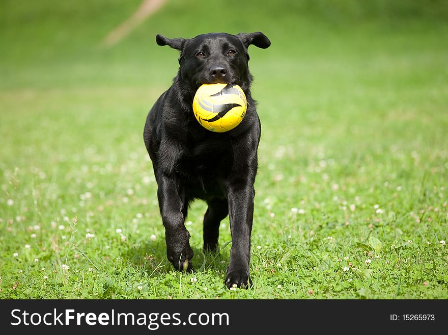 A labrador, fetching the yellow ball. A labrador, fetching the yellow ball