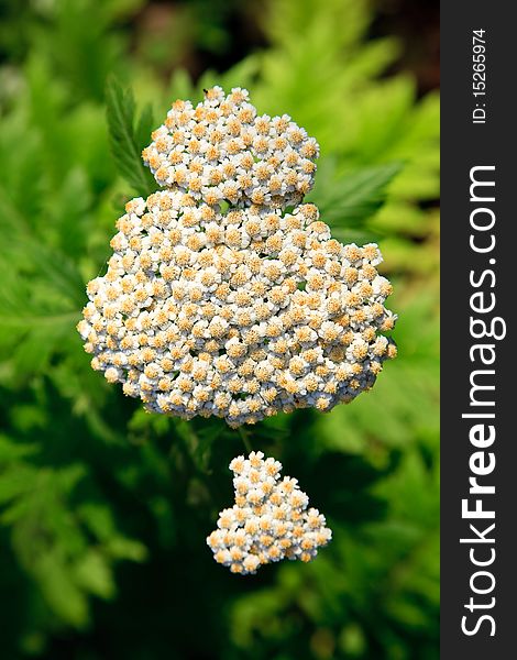 White apiaceae flower as a close up