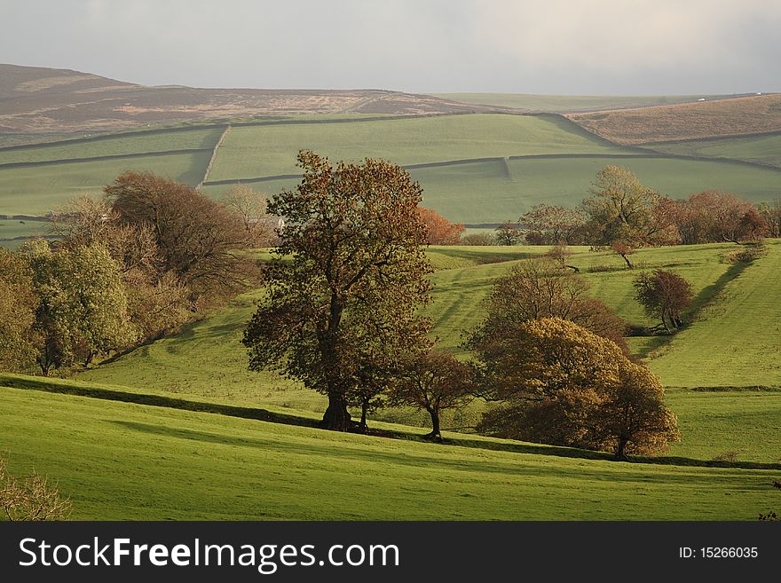 Yorkshire - Autumn view of meadow and trees