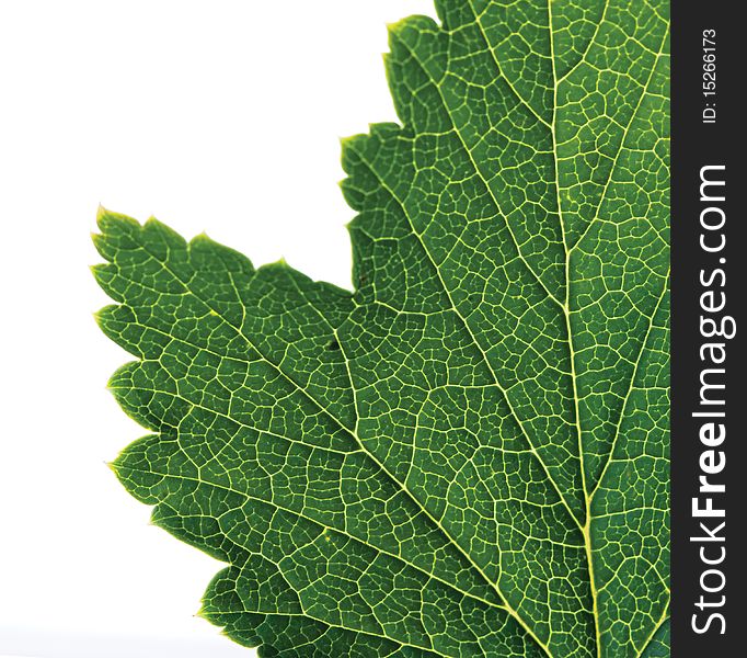 Green leaf on white background