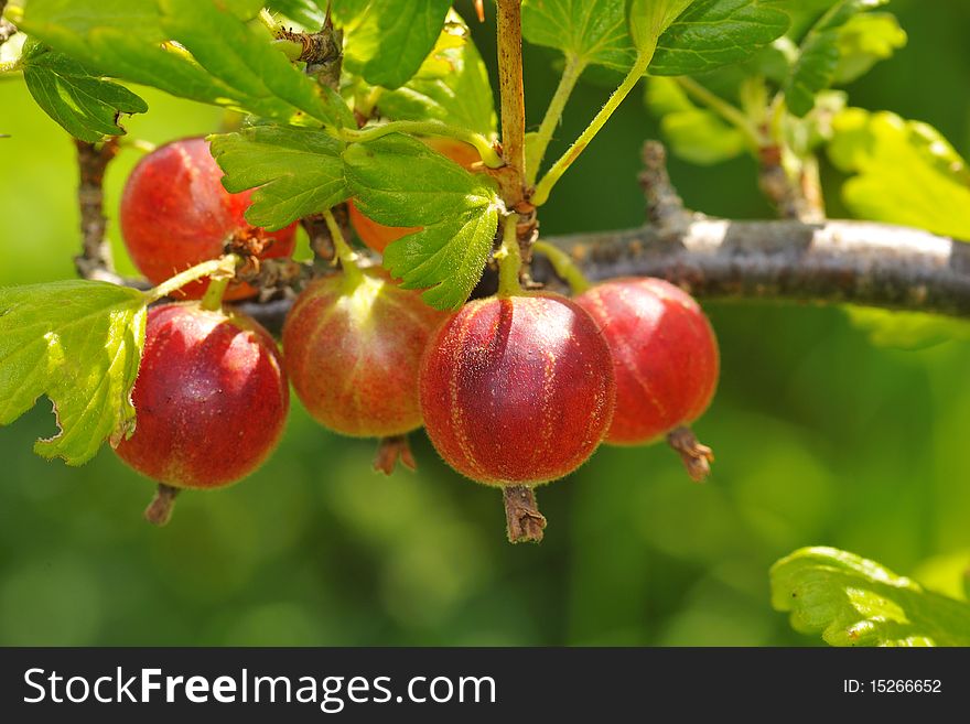 Red gooseberries hanging on a bush.